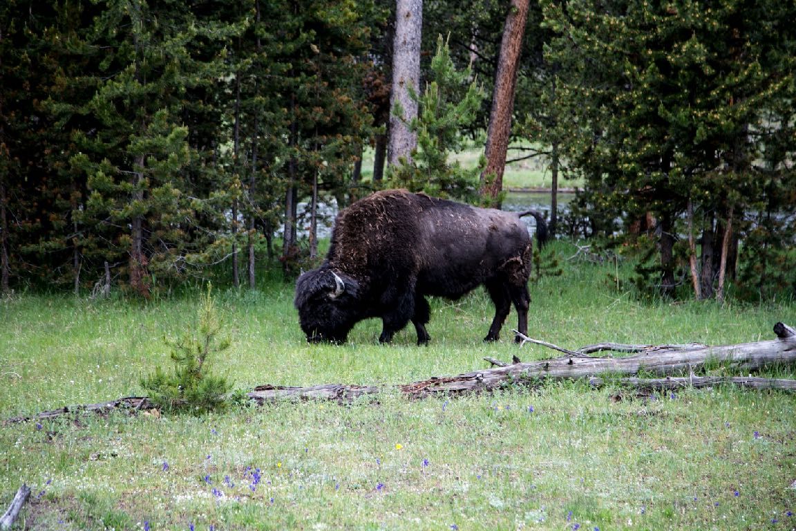 A bison grazing in a Yellowstone meadow